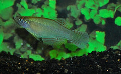 Lichtoogje Nototaenia Edea (PROCATOPUS NOTOTAENIA EDEA M)