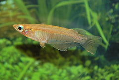 Indiase Rijstvis (ORYZIAS DANCENA M)