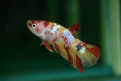Kempvis Plakat Nemo Man (BETTA SP. PLAKAT NEMO MALE L)