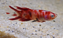 Kempvis Plakat Koi Man (BETTA SP. PLAKAT KOI MALE L)