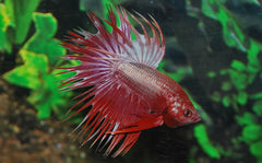 Kempvis Crowntail Dragon Man (BETTA SP. CROWNTAIL DRAGON MALE XL)