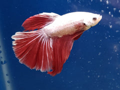 Kempvis Halfmoon Platinum Red Dragon Man (BETTA SP.HALFM. PLATINUM RED DRAGON MALE XL)