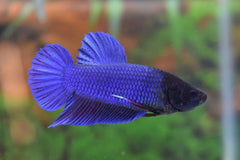 Kempvis King Man (BETTA SP. KING MALE XL)
