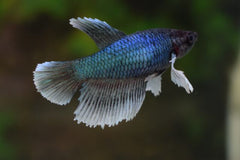 Kempvis Dumbo Ear Vrouw (BETTA SP. DUMBO EAR FEMALE M)