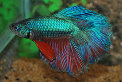 Kempvis Rosetail Man (BETTA SP. ROSETAIL MALE XL)
