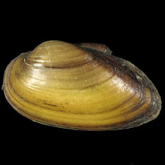 Unio pictorum Zoetwatermossel M