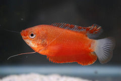 Diklipgoerami Rood (TRICHOGASTER LABIOSA RED M)