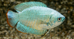 Dwerggoerami Kobalt Man (TRICHOGASTER LALIUS COBALT MALE L)