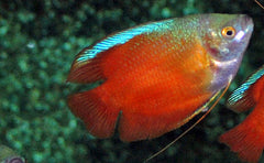 Dwerggoerami Rood Man (TRICHOGASTER LALIUS RED MALE L)