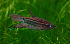 Knorgoerami (TRICHOPSIS VITTATA M)