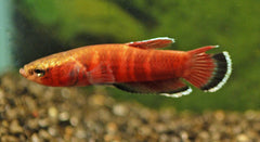 Betta Channoides (BETTA CHANNOIDES L)