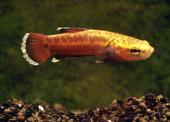 Betta Albimarginata (BETTA ALBIMARGINATA L)