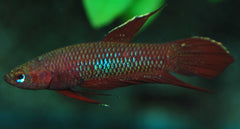 Betta Coccina (BETTA COCCINA M)