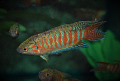Paradijsvis (MACROPODUS OPERCULARIS M)