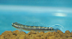 Blauwe Neon Grondel (STIPHODON ATROPURPUREUS M)