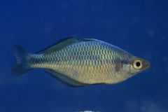 Blauwe Regenboogvis (MELANOTAENIA LACUSTRIS M)