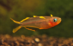 Vorkstaart Regenboogvis (PSEUDOMUGIL FURCATUS M)