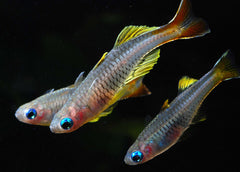 Ivantsoffi Regenboogvis (PSEUDOMUGIL IVANTSOFFI S)