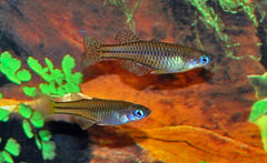 Gertrude's Regenboogvis (PSEUDOMUGIL GERTRUDAE M)