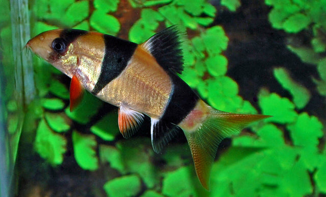 Clownbotia (Chromobotia macracanthus S/M)
