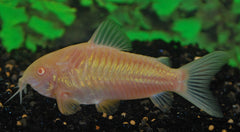 Bronzen Pantsermeerval Albino (CORYDORAS AENEUS ALBINO M)