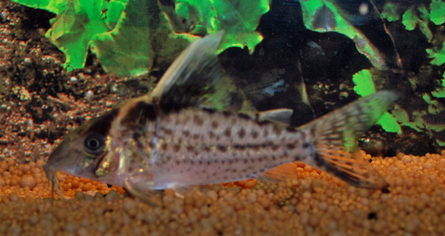 Pantsermeerval Robustus (CORYDORAS ROBUSTUS XL)