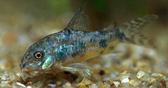 Gevlekte Pantsermeerval (CORYDORAS PALEATUS M)