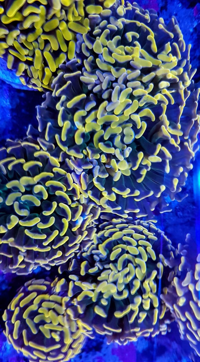 Euphyllia paraancora(Orange/Pink Premium)price per head Aust