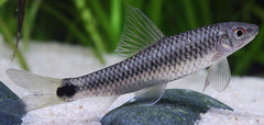 Algeneter Reticulatus (CROSSOCHEILUS RETICULATUS L)
