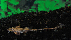 Zweepstaart Filamentosa (DASYLORICARIA FILAMENTOSA S)