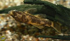 Lda016 Ancistrus (LDA016 ANCISTRUS SP. S/M)
