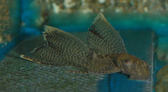 Ancistrus Sluier (ANCISTRUS CF. CIRRHOSUS LONG FIN S/M)
