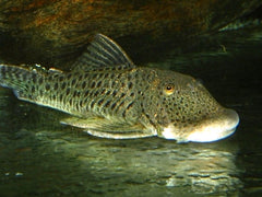 L187A Spotted Bulldog Pleco (L187A CHAETOSTOMA SP. M)