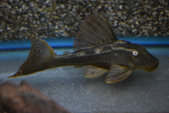 L137 Blue Eyed Red Fin Pleco (L137 HYPOSTOMUS SONIAE S/M)