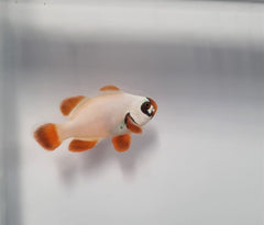 Amphiprion epigrammata (Gold Nugget) - DJM Bred