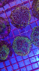 Galaxea spp. (Orange-Rainbow) (frag)