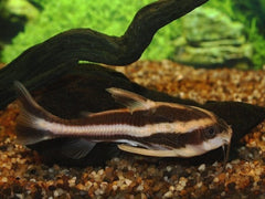 Gestreepte Doornmeerval (PLATYDORAS COSTATUS M/L)