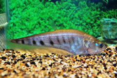 Clown Mesvis (CHITALA ORNATA M)