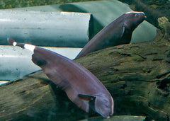 Zwarte Mesvis (APTERONOTUS ALBIFRONS M)