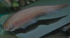 Afrikaanse Mesvis (XENOMYSTUS NIGRI L)