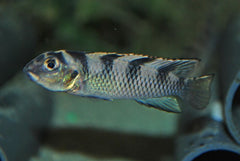 Dwergcichlide Transvestitus (NANOCHROMIS TRANSVESTITUS M)