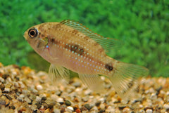 Dwergcichlide Thomasi (ANOMALOCHROMIS THOMASI M)