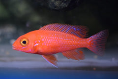 Keizerbaars Dragon Blood (AULONOCARA SP. DRAGON BLOOD S)