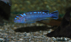 Cichlide Elongatus Neon Spot (PSEUDOTROPHEUS ELONGATUS NEON SPOT M)