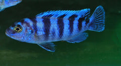 Malawi Cichlide Lombardoi (MAYLANDIA LOMBARDOI S/M)