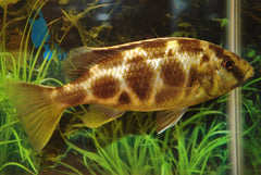 Luipaard Malawi Cichlide (NIMBOCHROMIS VENUSTUS S)