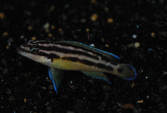Gouden Tanganyika Cichlide (JULIDOCHROMIS ORNATUS M)