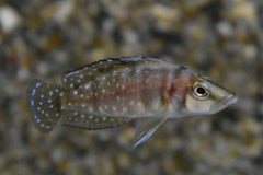 Cichlide Compressiceps Sumbu Shell (ALTOLAMPROLOGUS COMPRESSICEPS SUMBUSHELL M)