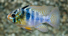 Antennebaarsje (MIKROGEOPHAGUS RAMIREZI M)