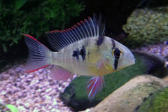 Boliviaanse Ramirezi (MIKROGEOPHAGUS ALTISPINOSUS M)